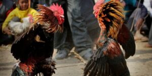 huong dan choi da ga cua dao